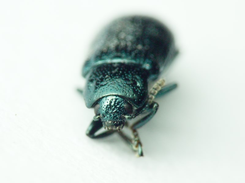 Prasocuris junci (Brahm, 1790)